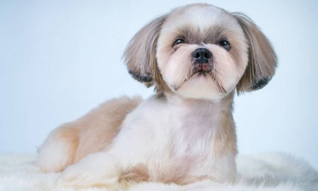 Модельная стрижка ши-тцу shih-tzu_2