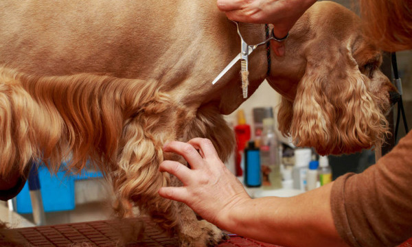 Модельная стрижка спаниеля spaniel_2